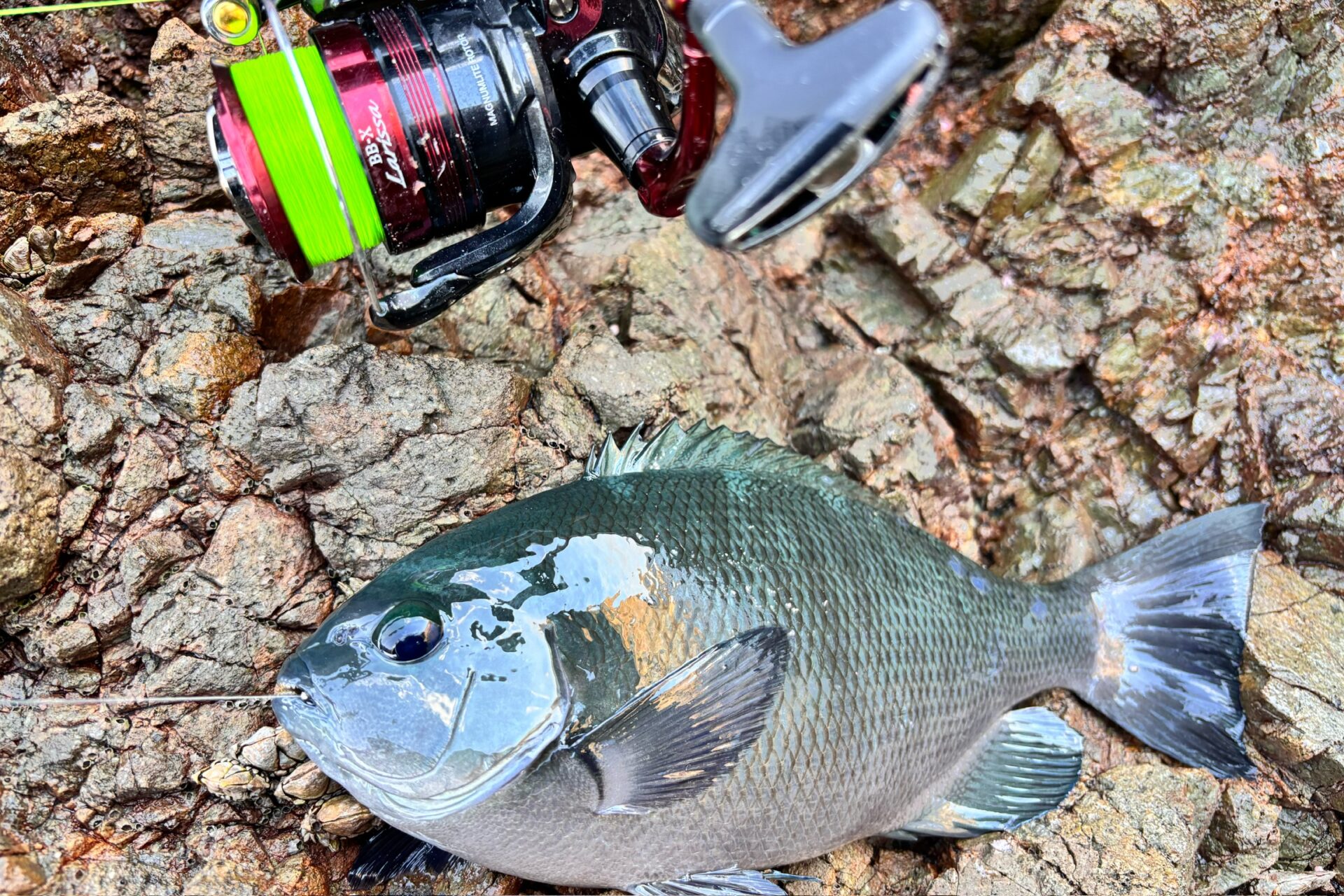 【成長】ルアーとフカセで挑む！大島瀬渡し釣行【11/15】