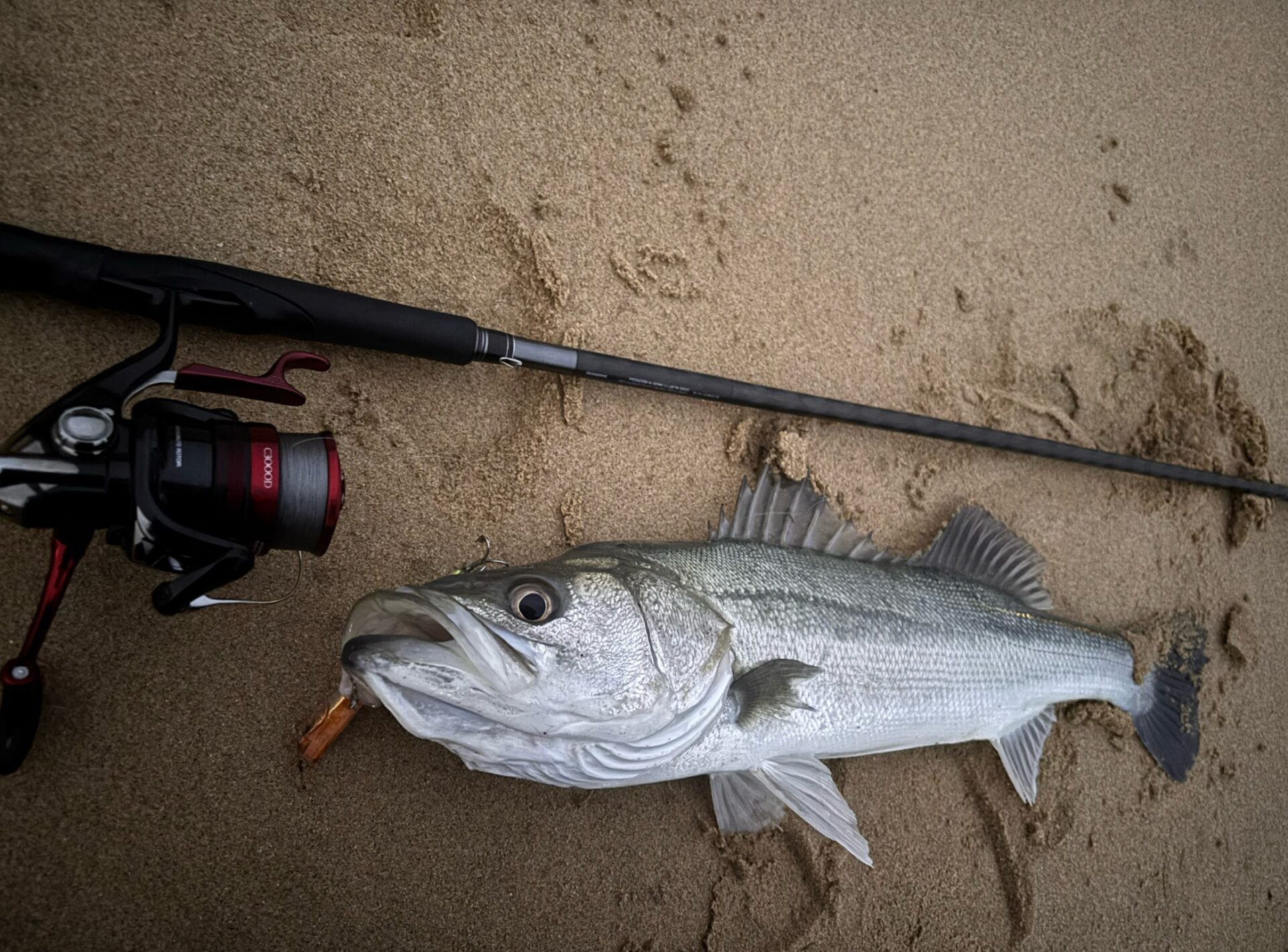 【ついに春や～】癒しのサーフシーバスを求め…【2/26】